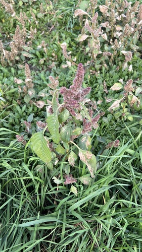 Redroot Amaranth