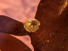 Eulithidium pulloides