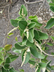 Croton elegans