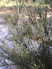 Jacksonia furcellata