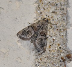 Macalla glastianalis