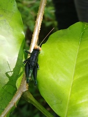 Ommatolampidinae