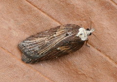 Acleris pulverosana
