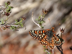 Euphydryas anicia hermosa