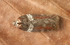 Acleris celiana