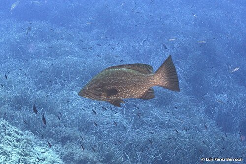 Photo of Mottled grouper (Mycteroperca rubra)