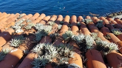 Dudleya virens hassei