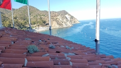 Dudleya virens hassei