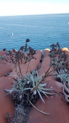 Dudleya virens hassei