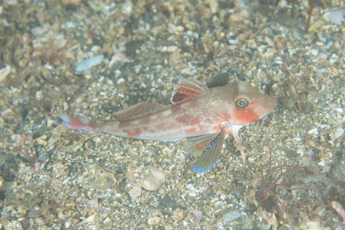 Kishinouye's gurnard (Lepidotrigla kishinouyi) — Triglidae