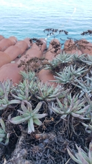 Dudleya virens hassei