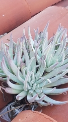 Dudleya virens hassei