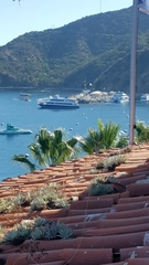 Dudleya virens hassei