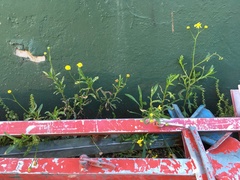 Senecio skirrhodon