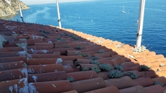 Dudleya virens hassei