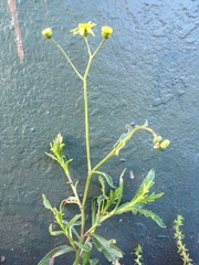 Senecio skirrhodon