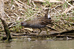 Porzana fluminea