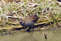 Porzana fluminea