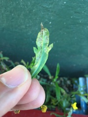 Senecio skirrhodon