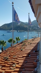 Dudleya virens hassei