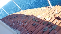 Dudleya virens hassei