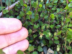 Muehlenbeckia axillaris