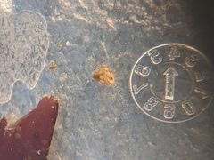Phasianellidae