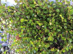 Muehlenbeckia axillaris