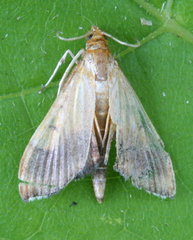 Pyrausta bicoloralis