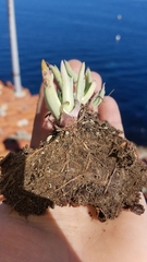 Dudleya virens hassei