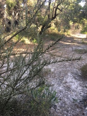 Jacksonia furcellata