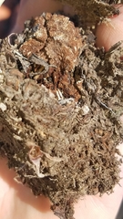 Dudleya virens hassei