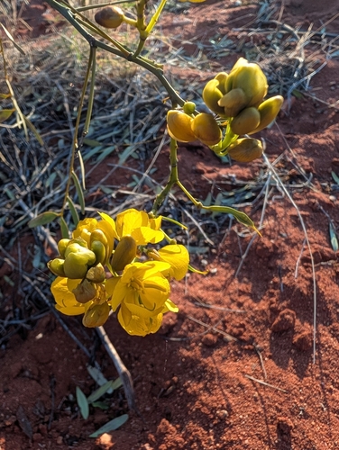 Senna pleurocarpa, photograph 3