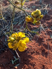 Senna pleurocarpa, photograph maxark, CC BY, iNaturalist via GBIF