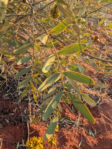 Senna pleurocarpa, photograph 4