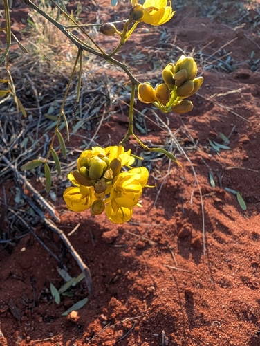 Senna pleurocarpa, photograph 5