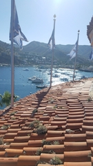 Dudleya virens hassei