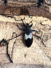 Microtomus purcis