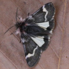 Leucobrephos brephoides