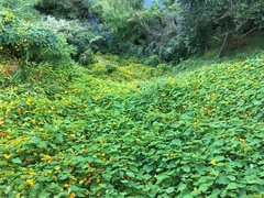 Tropaeolum majus