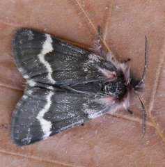 Leucobrephos brephoides