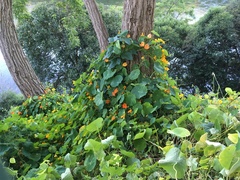 Tropaeolum majus