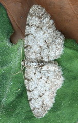 Aethalura intertexta