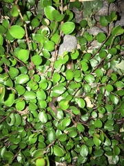 Muehlenbeckia axillaris