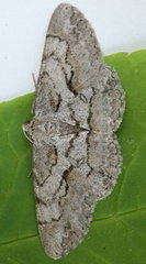 Iridopsis vellivolata