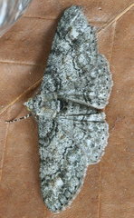 Cleora sublunaria