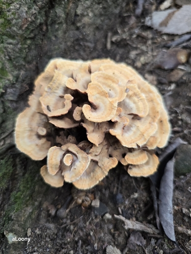 Thelephora aurantiotincta