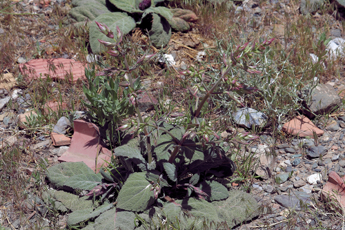 Salvia rhytidea