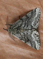 Lycia ursaria