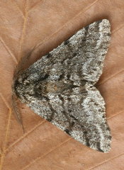 Lycia ursaria
